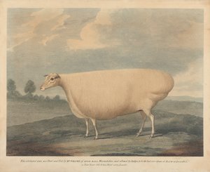 Cette brebis célèbre a été élevée et nourrie par M. Wilcox - Unknown artist