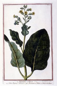 Plante de tabac (Nicotiana Minor). Planche botanique d