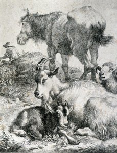 Cheval de trait, chèvre, bouc et bélier - gravure