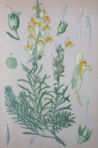 Linaire commune (Linaria), espèce végétale du genre - Unknown artist
