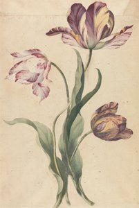 Tulipes