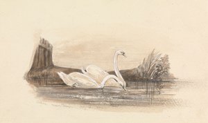 Deux cygnes sur un lac