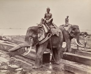 Sans titre (éléphants déplaçant des blocs de bois) (recto) - Unknown artist