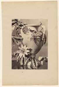 [Vase avec fleurs de la passion]