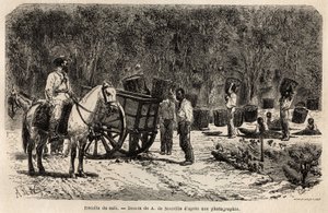 Récolte du café, les hommes ramassent et transportent les lourds paniers remplis de fèves de café, tandis que les enfants nettoient la pulpe qui entoure les fèves de café. Gravure pour illustrer le voyage au Brésil, récit par M. et Mme Agassiz, en 1865-186 - Unknown artist