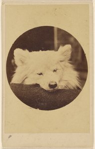 [Chien blanc avec le menton sur un coussin]
