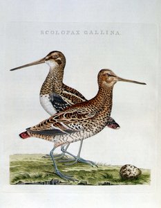 Bécasses et œuf (scolopax gallina) - gravure - Unknown artist