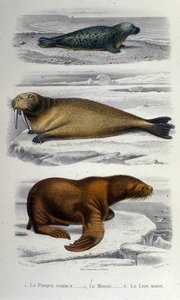 Planche de zoologie représentant un phoque, un morse et un lion de mer. XIXe siècle - Unknown artist