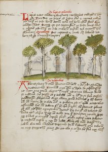 Une forêt - Unknown artist/maker