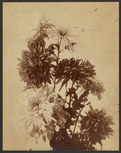 [Chrysanthèmes]
