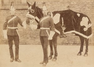 Un cheval du 3e - Unknown