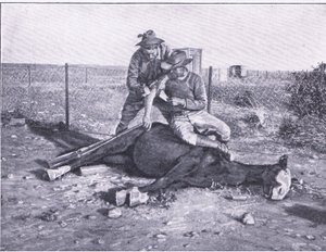 Une évasion étroite. Un éclaireur blessé qui a perdu son cheval, de Après Pretoria : La Guerre des guérillas publiée par Harmsworth Bros Limited - Unknown photographer