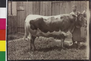 Vache - Pinzgau Gelbscheck