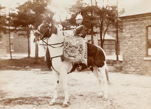 Cheval-tambour, 3e Dragons de la Princesse de Galles, vers 1895 - Unknown photographer