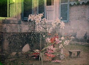 Histoire de la photographie : Composition florale - Unknown photographer