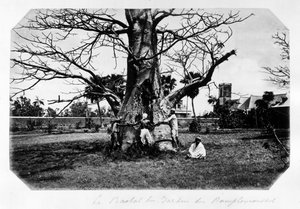 Le baobab du jardin des pamplemousses, Île Maurice - dans « Souvenir de l