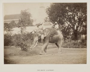 Photographie dans un album photo - Unknown photographer