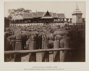 Photographie dans un album photo - Unknown photographer