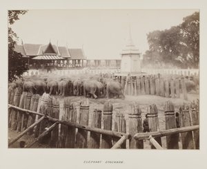 Photographie dans un album photo