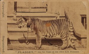 Plassey, le tigre de compagnie des fusiliers royaux de Madras
