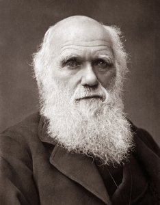 Le naturaliste anglais Charles Robert Darwin (1809-1882) - Unknown photographer