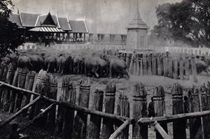 Les éléphants royaux de Bangkok - Unknown photographer