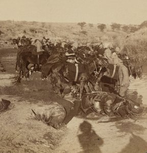 Arrosage des chevaux d