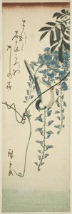 Oiseau et glycine