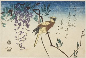 Loriot à nuque noire et glycine - Utagawa Hiroshige