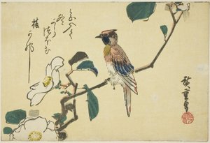 Loriot à nuque noire sur une branche de camélia - Utagawa Hiroshige