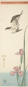Coucou et iris - Utagawa Hiroshige