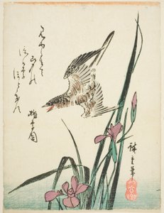 Coucou volant au-dessus des iris - Utagawa Hiroshige