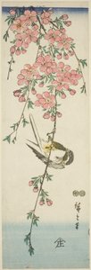 Mésange et Fleurs de Cerisier - Utagawa Hiroshige