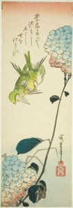 Oiseaux verts et hortensias - Utagawa Hiroshige