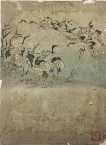 Hérons parmi les herbes