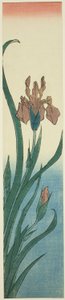 Iris - Utagawa Hiroshige