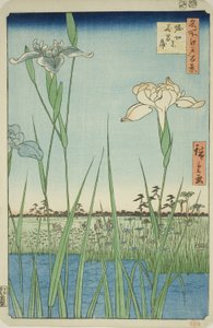 Iris à Horikiri (Horikiri no hanashobu), de la série "Cent vues célèbres d