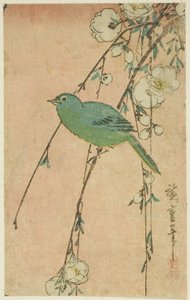 Oeil blanc japonais et cerisier pleureur - Utagawa Hiroshige