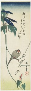 Moineau de Java et gloires du matin, 1834-1839