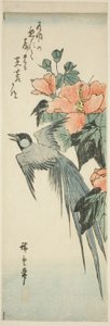 Oiseau à longue queue et hibiscus - Utagawa Hiroshige