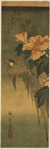 Oiseau à longue queue et hibiscus - Utagawa Hiroshige