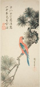 Ara sur une branche de pin - Utagawa Hiroshige