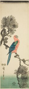 Ara sur une branche de pin - Utagawa Hiroshige