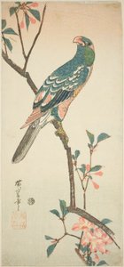Perroquet sur une branche en fleurs - Utagawa Hiroshige