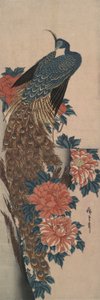 Paon et Pivoines - Utagawa Hiroshige