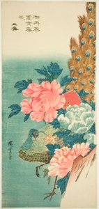 Paon et pivoines