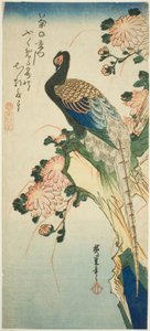 Faisan et chrysanthèmes - Utagawa Hiroshige