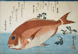 Dorade rose, 1832-1834 - Utagawa Hiroshige