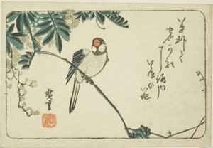 Moineau et glycine