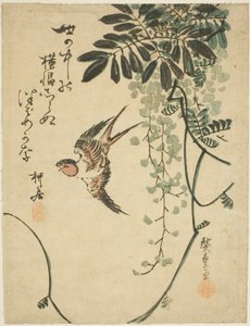 Hirondelle et glycine